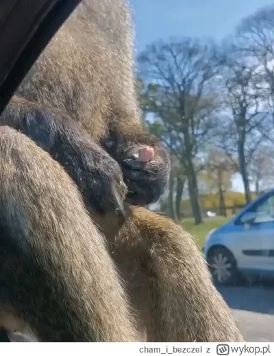 chamibezczel - #s--s