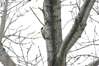 m.....u - 20250105 - Dzięcioł zielony, Nurogęsi, Kos, Łabędzie

Przyleciało 8 łabędzi...