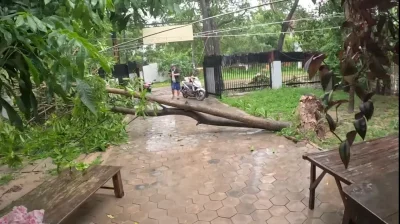 ShineLow - Czy ja dobrze rozumiem że przez takie drzewko czerwonolicy nierób płacze n...