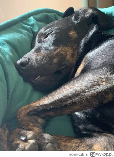 adamczk - #smiesznypiesek #pokazpsa #swietnenogi #ziuta poniedziałek ehhhh