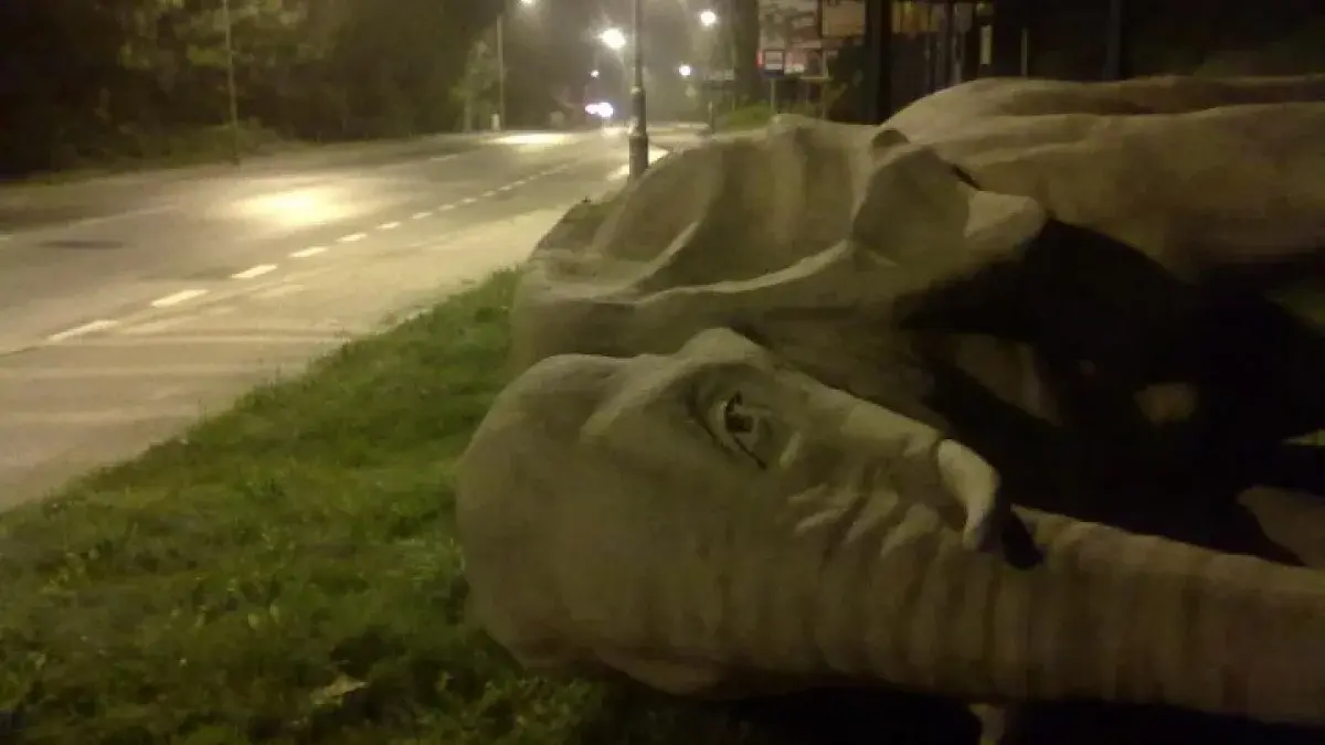 zydzpasji - Słoń zwalony 
Można iść spać 
#przegryw