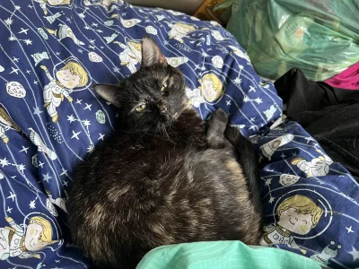 B.....n - Kitty ładnie przypozowała do zdjęcia, ale nikt nie daje jej plusa, bo babci...