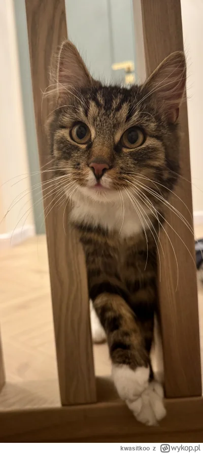 kwasitkoo - #mrkitek #kot #koty #pokazkota #kitku