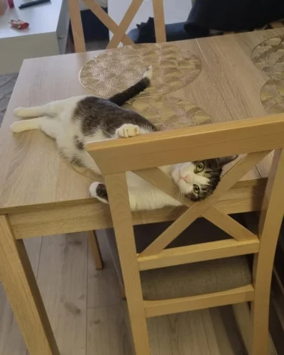 b0dyload - Frania says hello! 
#koty #pokazkota