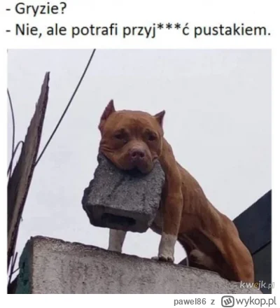 pawel86 - #psy #psiarze #heheszki