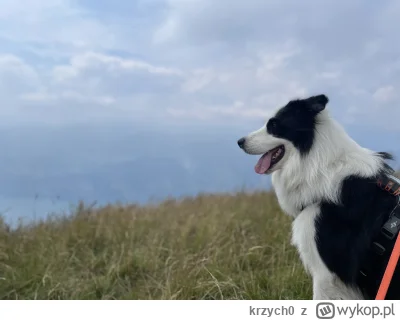 krzych0 - Słyszałem, że na tym portalu jest duże grono psiarzy i można się pochwalić ...