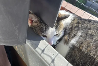 Solsith - #pokazkota #spaslak drapak, dwie leżanki i kołderka: tu mi wygodnie¯\(ツ)/¯