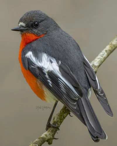 Lifelike - Skalinek czerwonogardły (Petroica phoenicea) [samiec]
Autor
#photoexplorer...