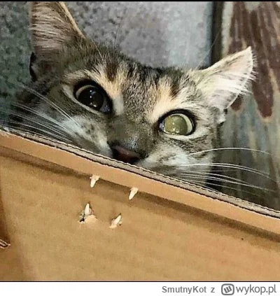 SmutnyKot - #dziwnekotki