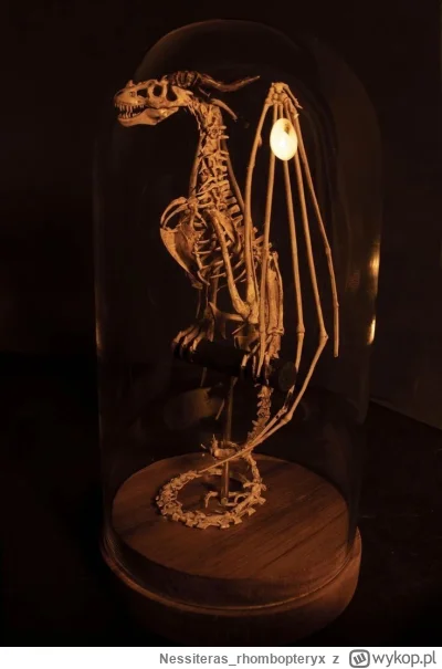 Nessiteras_rhombopteryx - #gabinetosobliwosci #smoki