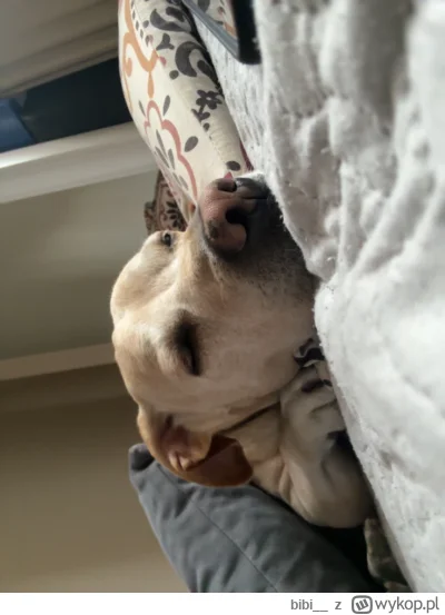 bibi__ - Zmęczony dogo
#pokazpsa #pieseczkizprzypadku