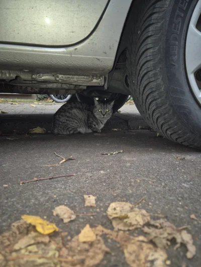 Lujdziarski - #pokazkota #dziarskikacperek o Kotek