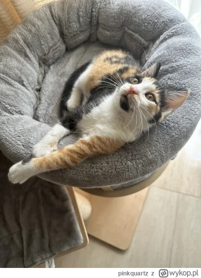 pinkquartz - Oto mój nowy kotek
Teraz mam biało-burego, burego i biało-czarno-rudego ...