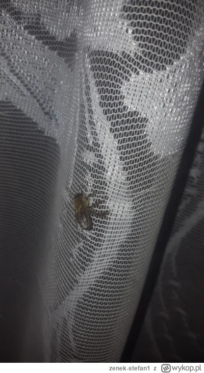 zenek-stefan1 - To truteń czuli samiec pszczoły. 
Późnym latem, albo wczesna jesienią...