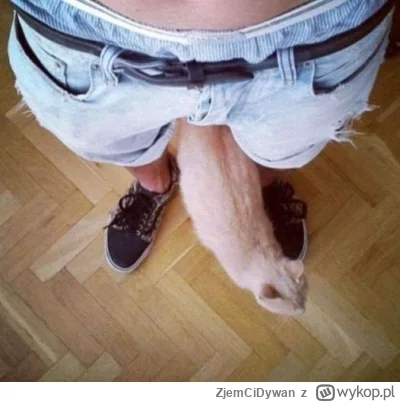 ZjemCiDywan - #heheszki