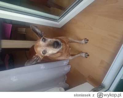 sloniasek - @Fennrir: ja musiałem uśpić własnego w tamtym roku w listopadzie. Miał 16...