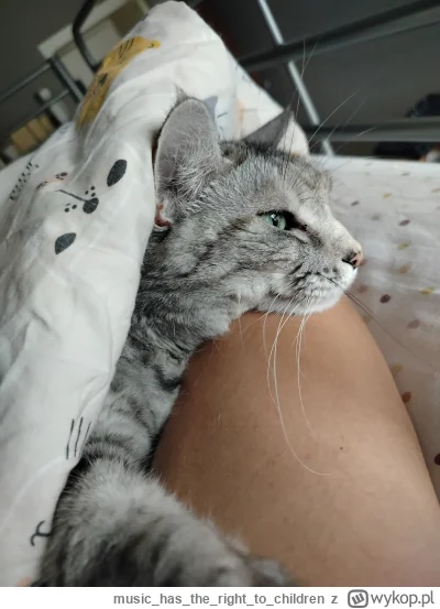musichastherightto_children - Jprdl, jakieś zwierzęta wsadziły na Brynowie kota do pa...