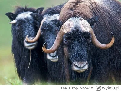 TheCzopShow - #diabelgrogaty