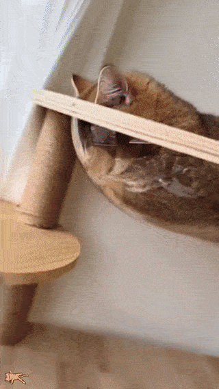 wfyokyga - Śpiulkoloty