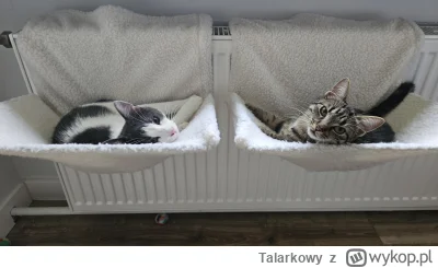 Talarkowy - #pokazkota chill po śniadaniu ( ͡° ʖ̯ ͡°)