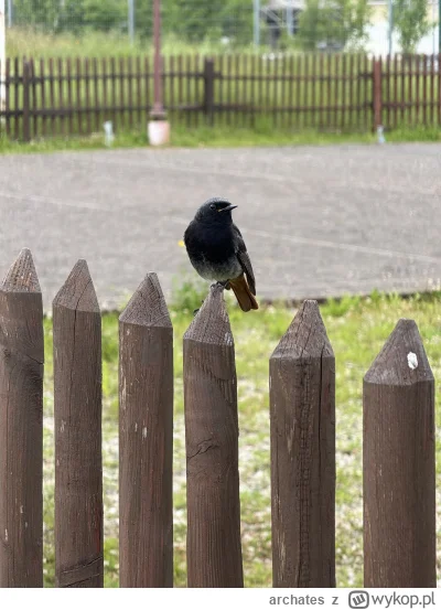 archates - #natura #smiesznypiesek 
Takiego ziomeczka spotkałem