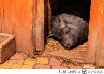 Solid_Lad93 - Idę  lulu po treningu na dodzinke żeby sie wszystko przyjęło a krew nie...