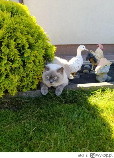 atol - wygrzewa dupsko ( ͡° ͜ʖ ͡°) 
#koty #pokazkota