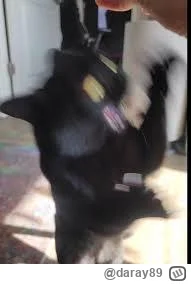 daray89 - #codziennykotopetany #dziwnekotki