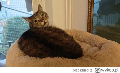 blackbird - Dziś byłem z Akinem na sciąganie szwów, po tym jak dwa tygodnie temu miał...