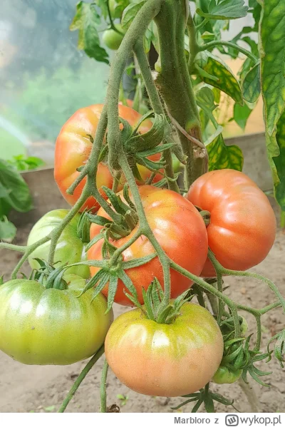 Marbloro - Nadszedł ten wyczekiwany moment  (⌒(oo)⌒)

#ogrodnictwo #pomidory #uprawia...