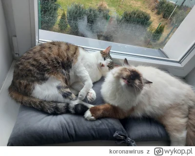 koronawirus - Jaś i Małgosia pozdrawiają wszystkie dobre mordki w mikrobloga i proszą...