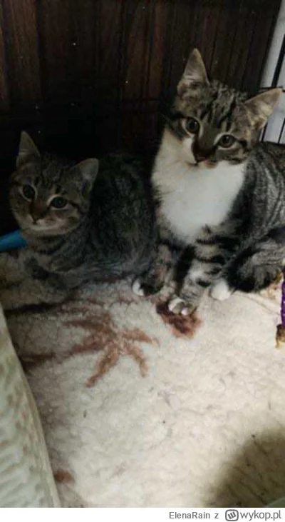 ElenaRain - Uszanowanko ( ͡° ͜ʖ ͡°)
#pokazkota