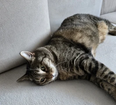 Solsith - @vateras131: bitwa z bułką to początek bo zajęła jej niejscówkeヽ( ͠°෴ °)ﾉ