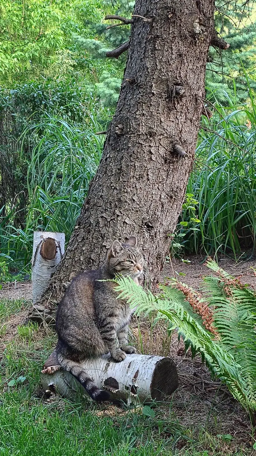 WLADCA_MALP - Perfekcyjne maskowanie...

#zdjeciatarzana #pokazkota