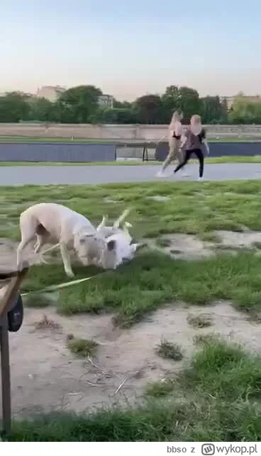 bbso - Wideo z tymi psami przed atakiem