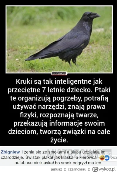 januszzczarnolasu - O krukach na poważnie