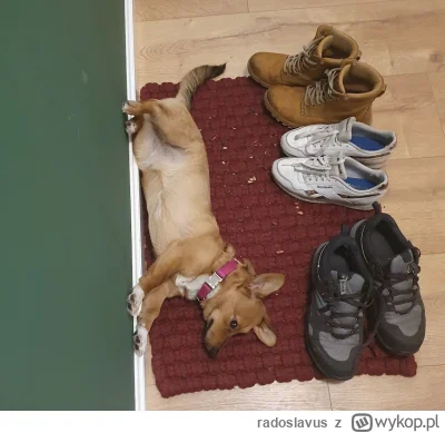 radoslavus - @Nerlo_ajcats: Brother from another mother