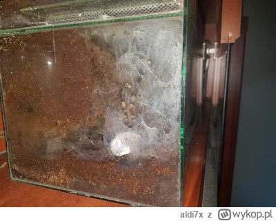 aldi7x - Poe rufilata, wczoraj zaczęła coś tam kombinować ale nie byłem pewny bo słab...