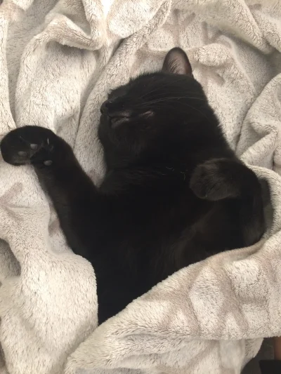 Ytarka - (｡◕‿‿◕｡)
#kot #ninjakot #pokazkota #smiesznekotki #koty #slodkijezu