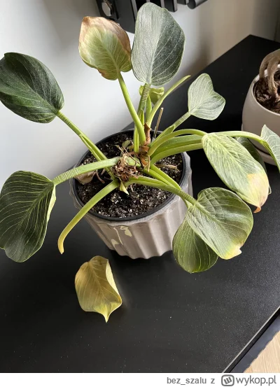 bez_szalu - Halko, Mirki rzućcie okiem na żal zdjęcia i powiedzcie o co chodzi temu k...