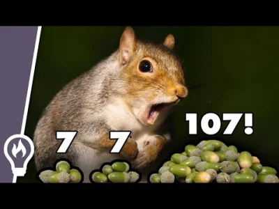 SHOGOKI - A jak dęby się synchronizują i manipulują wiewiórkami?