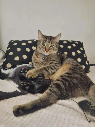 PannaBezSpiny - Bobek.
Konsola jest moja! 
#pokazkota  #koty

#kotbobek <- obserwuj