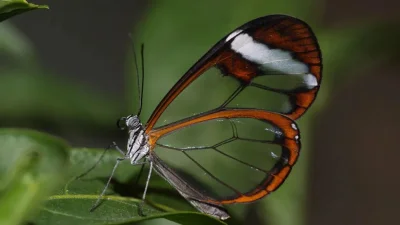 Apaturia - Motyl o skrzydłach jak ze szkła - przedstawiciel gatunku Greta oto występu...