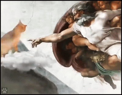 Neocaridina - #koty #smiesznekotki