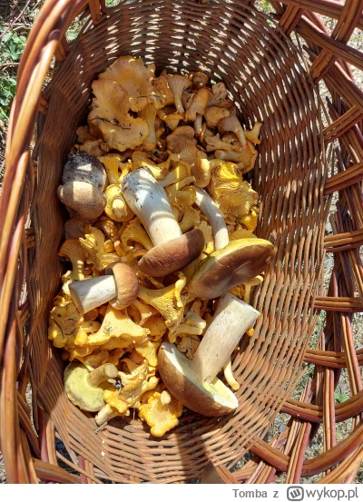 Tomba - @chybaze nigdzie się tak nie zrelaksujesz jak w lesie na grzybach ( ͡º ͜ʖ͡º) ...