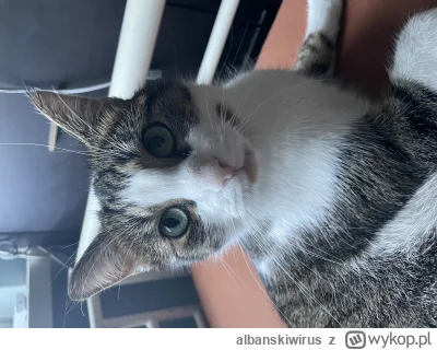 albanskiwirus - El gato