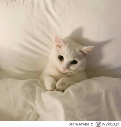 StaraJawka - Czas spaciu, proszę grzecznie spiulkać.
Mówi kotek
Daj plusa na dobranoc...