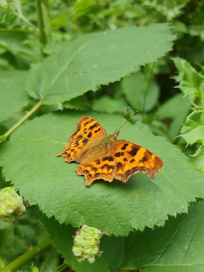 cheeseandonion - #pstryk