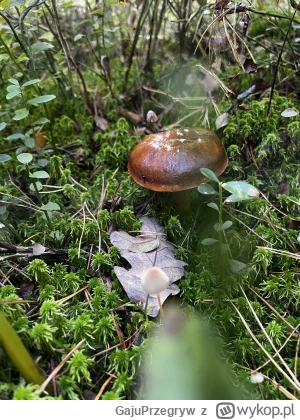 GajuPrzegryw - @KSHMR jeszcze nie do końca rozebrana