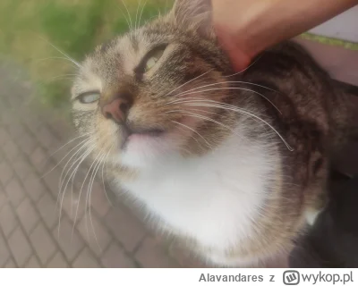 Alavandares - Dostanę plusika (ʘ‿ʘ) #pokazkota  #koty